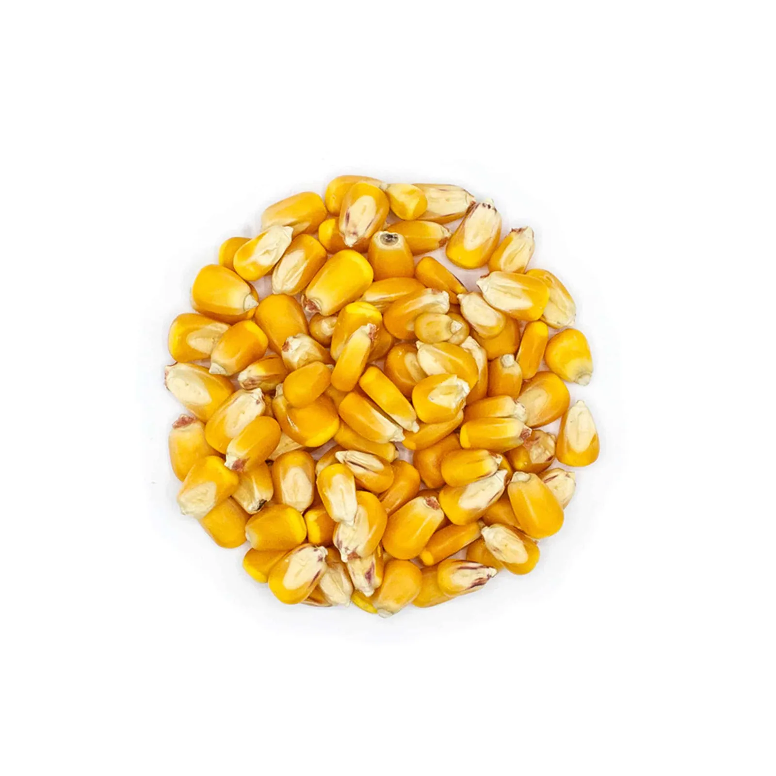 Visual produk Jagung