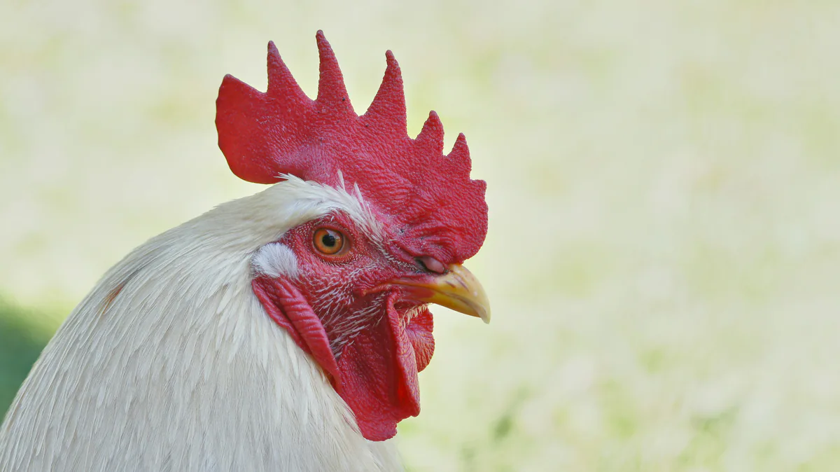 Ayam pedaging di area peternakan