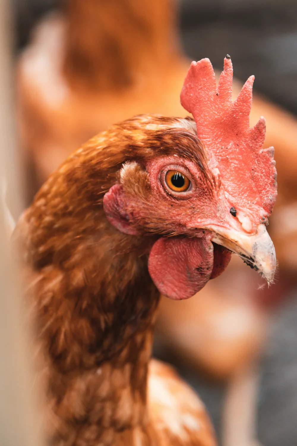 Ayam petelur di area peternakan