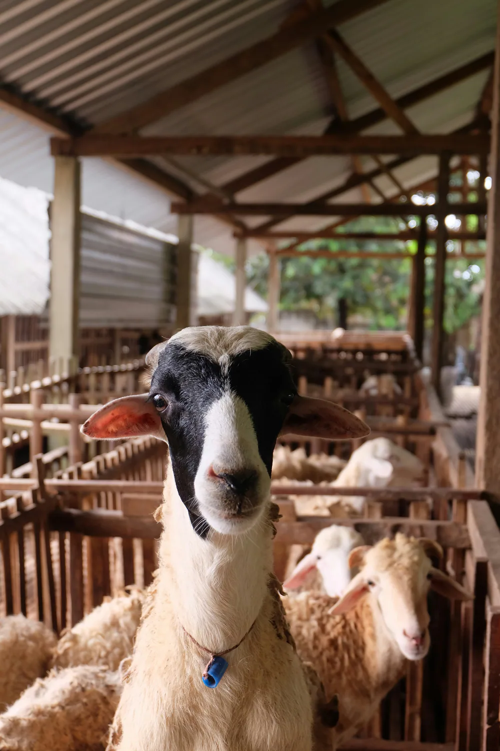 Kambing di dalam kandang