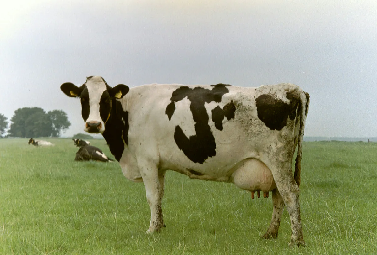Sapi perah di padang rumput